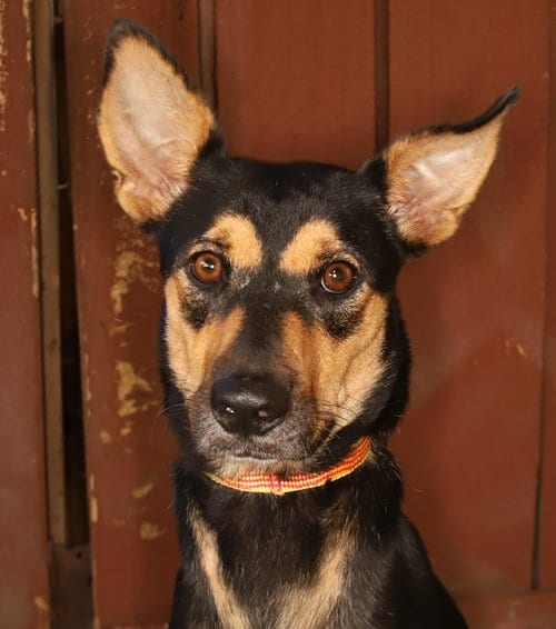 Photo of Sara, adoptable Manchester Terrier in Oakland Park, Florida
