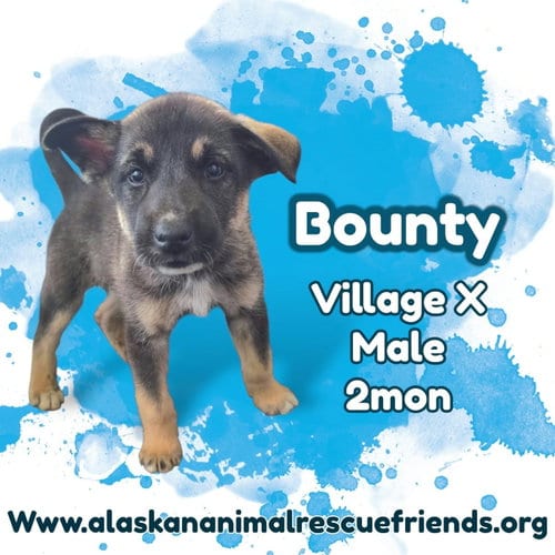 Photo of Bounty, adoptable Husky in Anchorage, Alaska