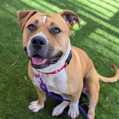 Photo of Tawney, adoptable Pit Bull Terrier in Las Vegas, Nevada