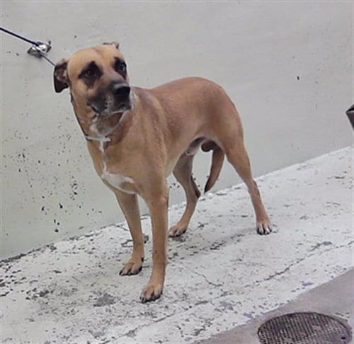 Photo of Diesel, adoptable German Shepherd Dog in Houston, Texas
