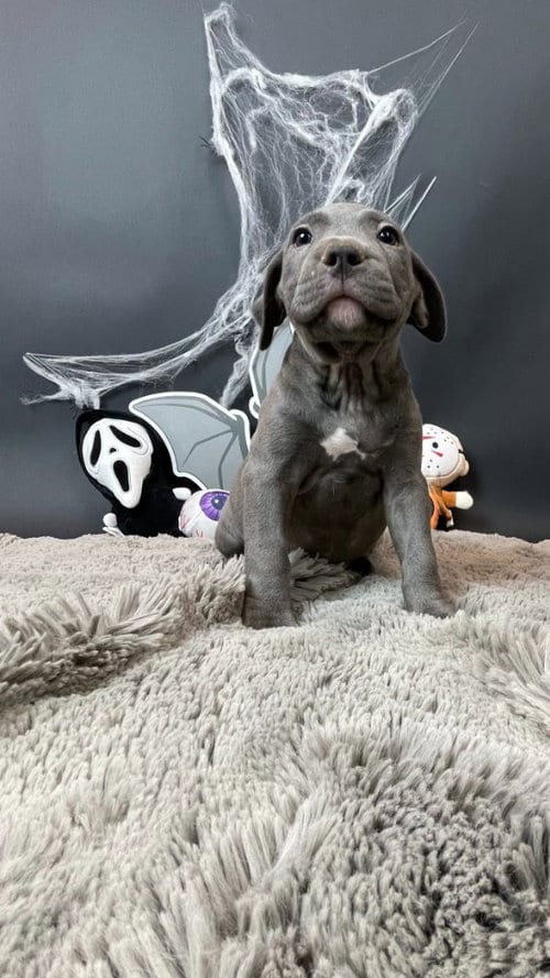 Photo of Carrie White, adoptable Pit Bull Terrier in Phoenix, Arizona