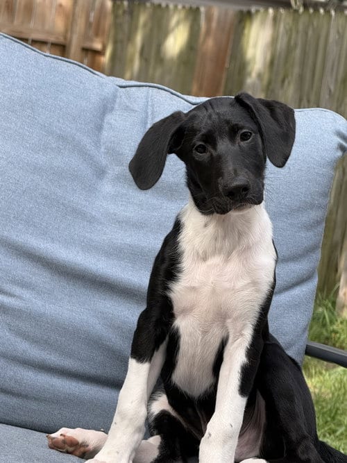 Photo of Puppy Hank, adoptable German Shorthaired Pointer in Cuyahoga Falls, Ohio