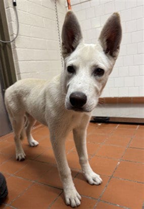 Photo of Slinky Dog, adoptable German Shepherd Dog in Camarillo, California