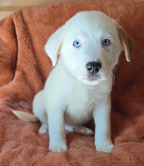 Photo of Nectarine (N Puppies), adoptable Great Pyrenees in Brewster, New York