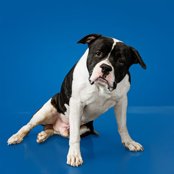 Photo of Diana/dion, adoptable American Pit Bull cross in Lawrenceville, Georgia