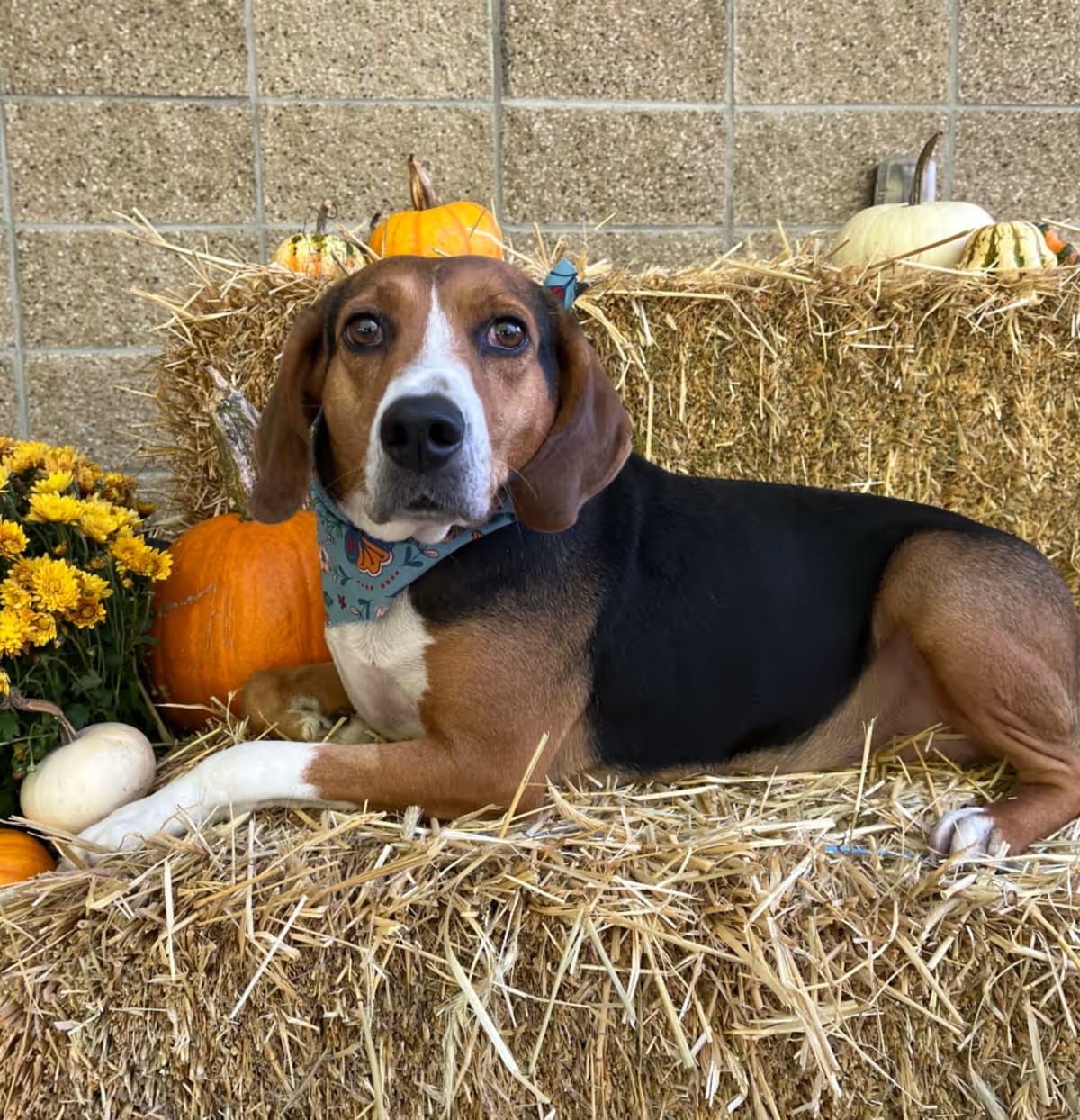 Photo of Precious, adoptable Treeing Walker Coonhound in Spruce Pine, North Carolina