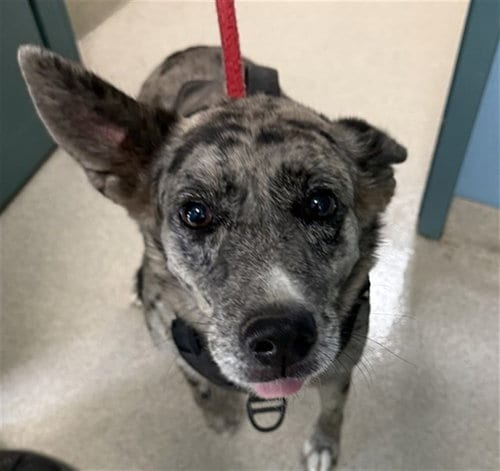 Photo of Luna, adoptable Catahoula Leopard Dog in Newton, North Carolina