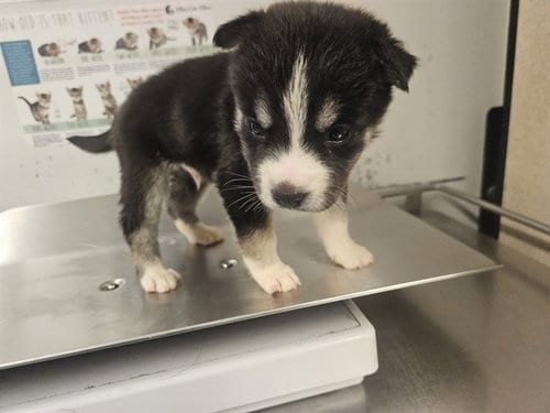 Photo of Fruit Loops, adoptable German Shepherd Dog in Baldwin Park, California