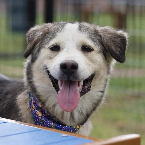 Photo of Jesse, adoptable Husky in San Antonio, Texas