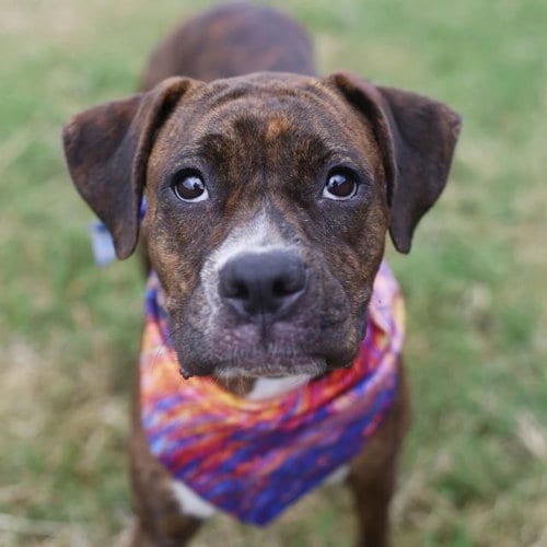 Photo of Piper, adoptable Boxer in San Antonio, Texas