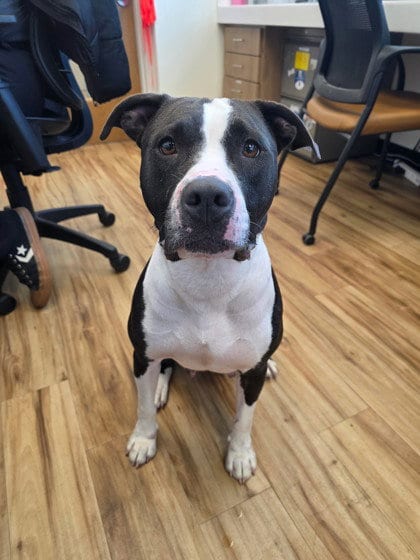 Photo of Cookie, adoptable Pit Bull Terrier in Rowlett, Texas