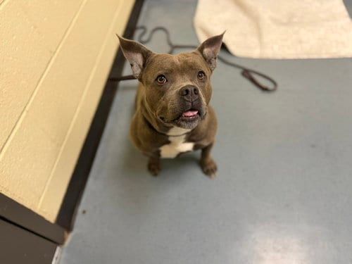 Photo of Buffy Bleps, adoptable Staffordshire Bull Terrier in Denver, Colorado