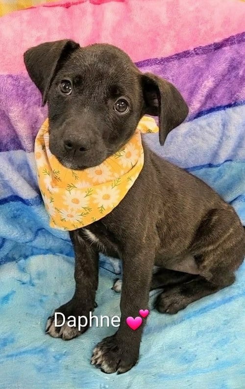 Photo of Daphne (NY-Shari), adoptable Labrador Retriever in SHERBURNE, New York