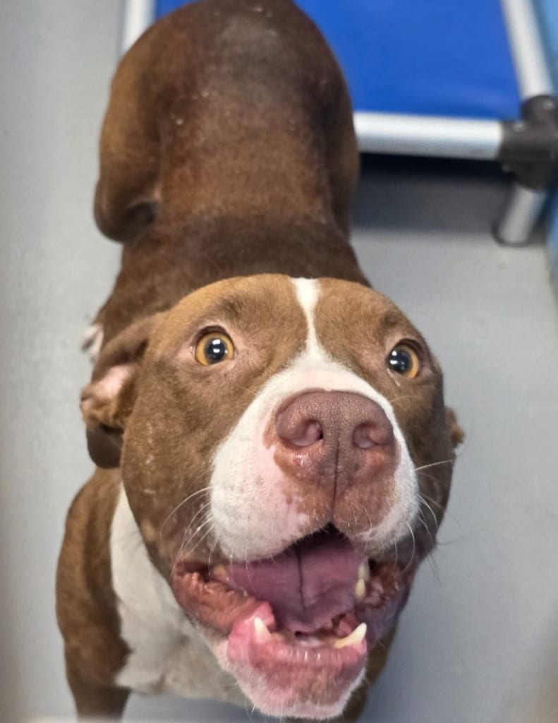 Photo of Dollywood, adoptable Pit Bull Terrier in Hartsville, South Carolina
