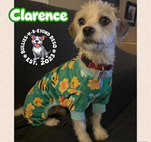 Photo of Clarence, adoptable Terrier in Omaha, Nebraska