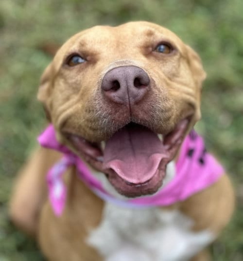 Photo of Hope, adoptable Rhodesian Ridgeback in Houston, Texas