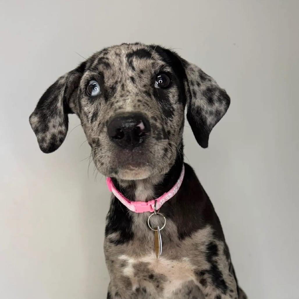 Photo of Bayou, adoptable Mixed Breed (Medium) in St. Charles, Missouri