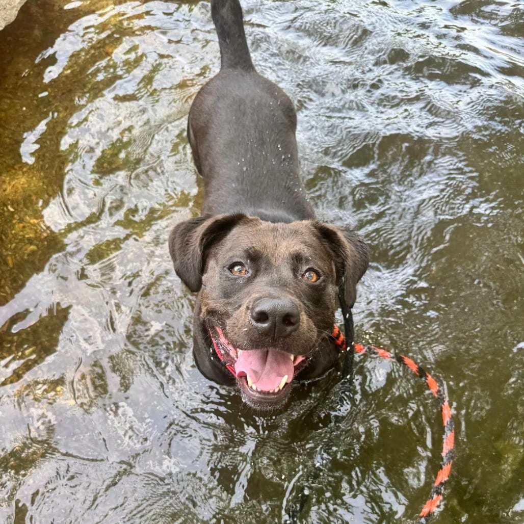 Photo of Black Magic, adoptable Mixed Breed (Medium) in St. Louis, Missouri