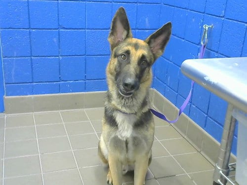 Photo of Fenrir, adoptable German Shepherd Dog in Albuquerque, New Mexico