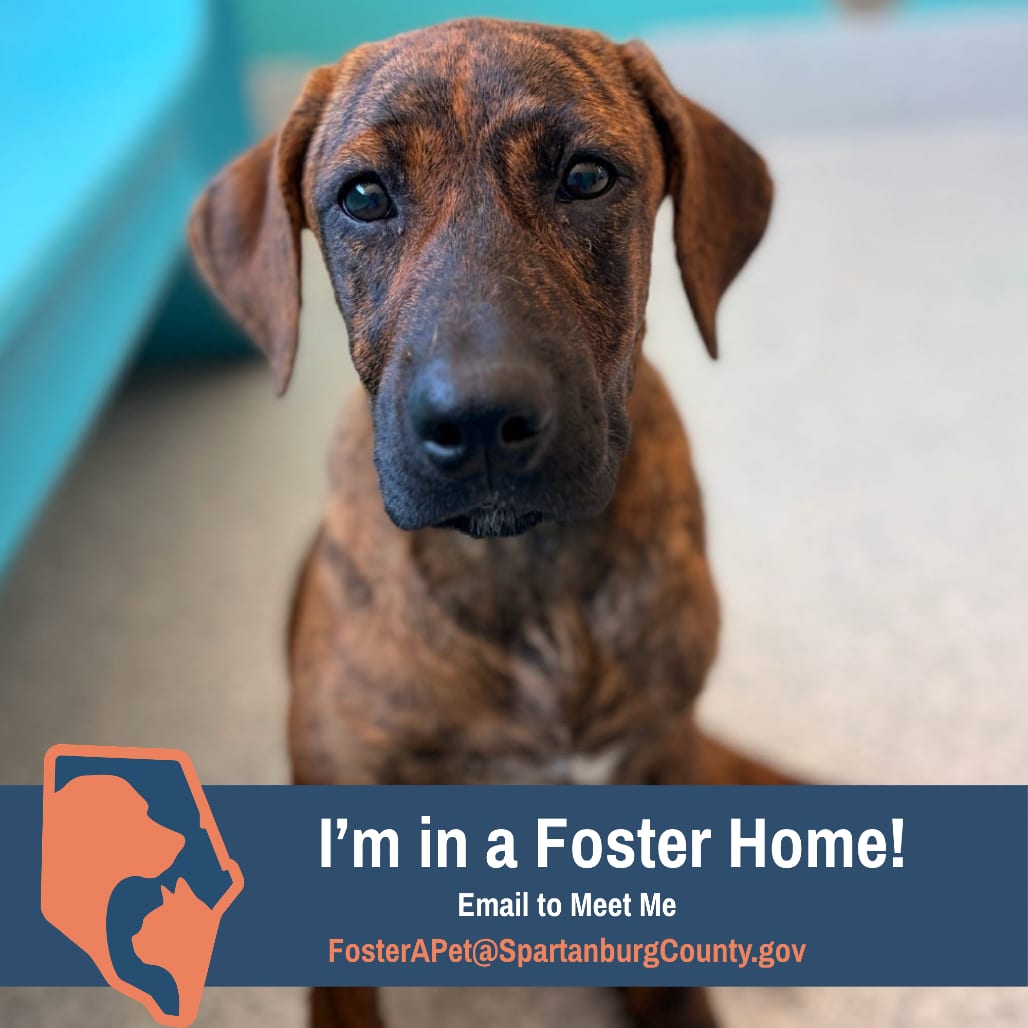 Photo of Denise, adoptable Mastiff / Mixed Breed (Large) in Spartanburg, South Carolina