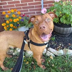 Photo of Clyde, adoptable Mixed Breed (Medium) in Frederick, Maryland