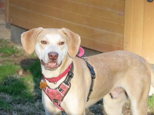Photo of Carter, adoptable Labrador Retriever in Stafford, Virginia