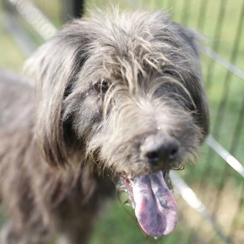 Photo of Diesel, adoptable Terrier in San Antonio, Texas