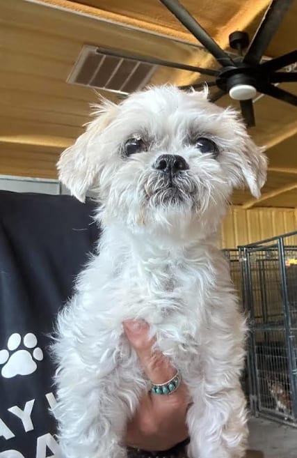 Photo of Bob in TX, adoptable Shih Tzu in Cranston, Rhode Island