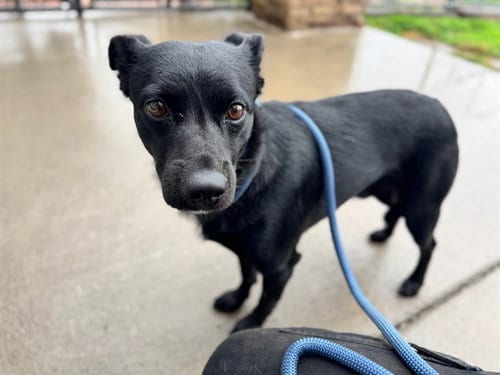Photo of Brady, adoptable Labrador Retriever in Pueblo, Colorado
