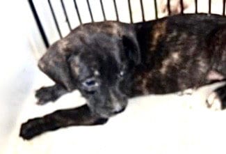 Photo of A660528, adoptable Labrador Retriever in Houston, Texas