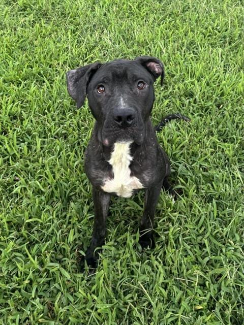Photo of Tony T, adoptable Pit Bull Terrier in Forestville, Maryland
