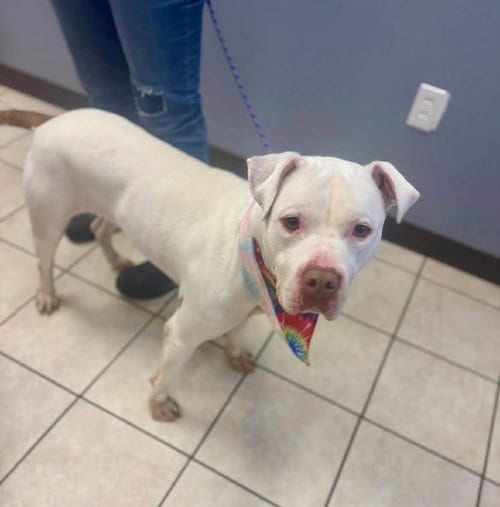 Photo of Lacey, adoptable Bull Terrier in Benton, Pennsylvania