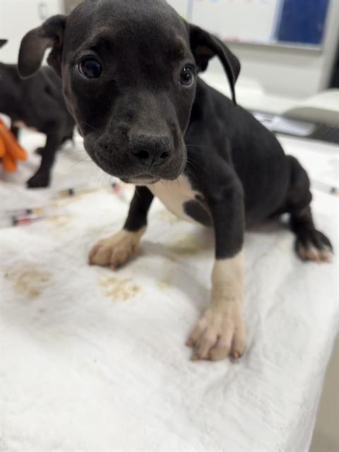 Photo of Weevil, adoptable Pit Bull Terrier in Baytown, Texas