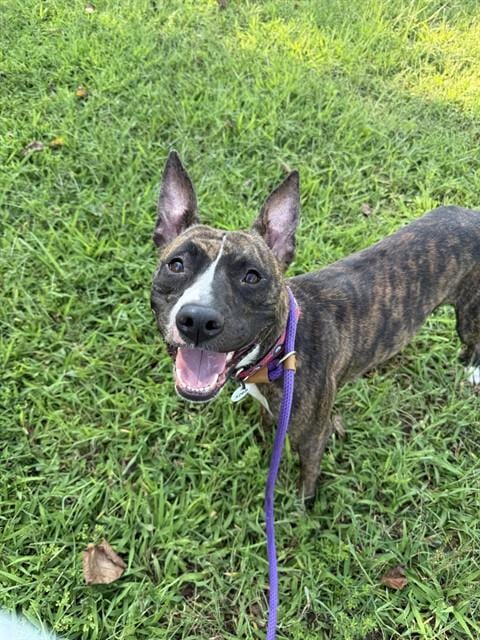 Photo of Jewels, adoptable Bull Terrier in Forestville, Maryland