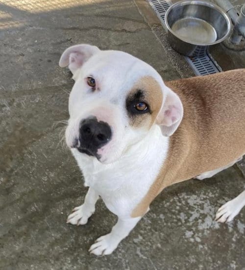 Photo of Carver, adoptable Boxer in Burnsville, North Carolina