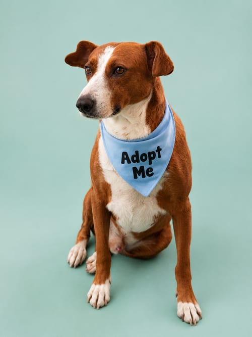 Photo of Canelo GC, adoptable Terrier in Inglewood, California