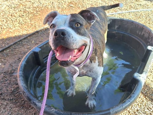 Photo of Chloe, adoptable American Pit Bull Terrier in Phoenix, Arizona