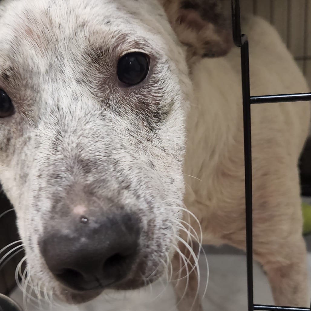 Photo of Scratch - 080801U2, adoptable Retriever, Labrador / Mix in Tupelo, Mississippi