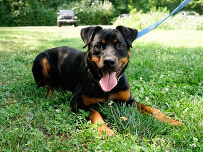 Photo of Watson, adoptable Rottweiler/Mix in Annapolis, Maryland