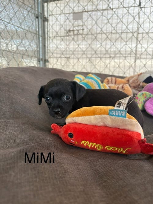 Photo of MiMi, adoptable Chihuahua in Turlock, California