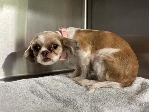 Photo of Lucia, adoptable Pekingese in Grand Prairie, Texas