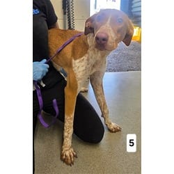 Photo of Cathy, adoptable Pointer in San Bernardino, California