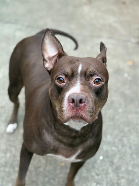 Photo of Miss Piggy, adoptable American Pit Bull Terrier in Chicago, Illinois