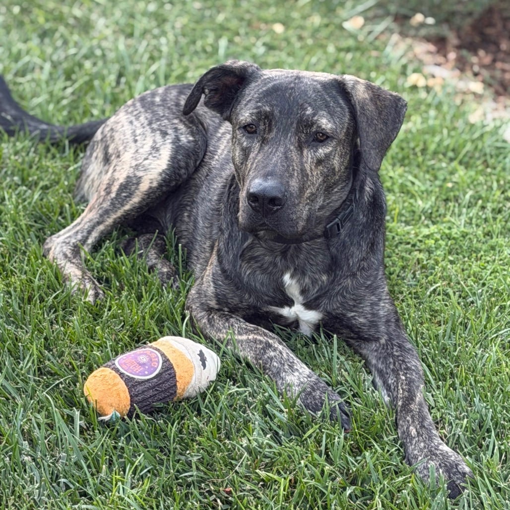 Photo of Luke, adoptable Terrier, Pit Bull / Mixed Breed (Large) in Riverside, California
