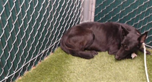 Photo of Dani, adoptable German Shepherd Dog in Downey, California