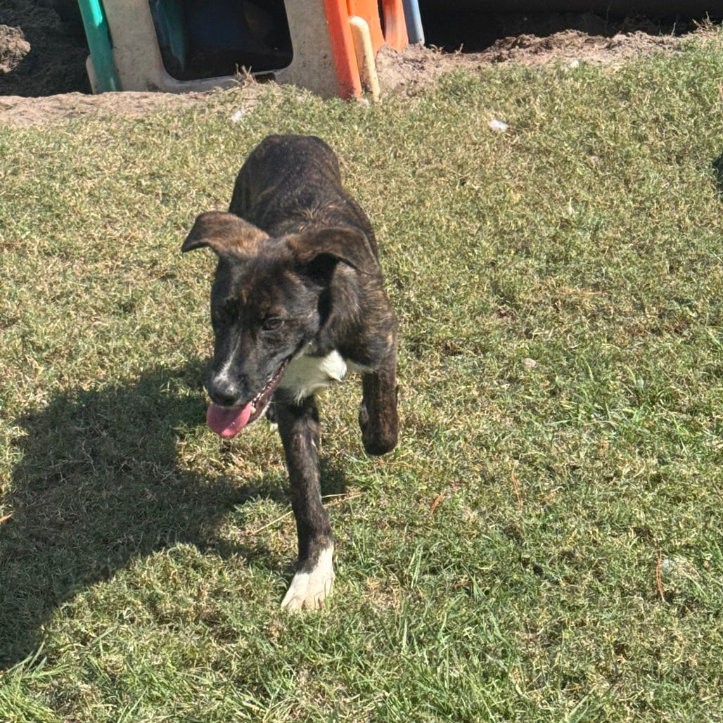 Photo of Leopold, adoptable Shepherd, Dutch / Mixed Breed (Medium) in Hinesville, Georgia