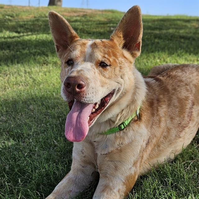 Photo of Roscoe, adoptable dog