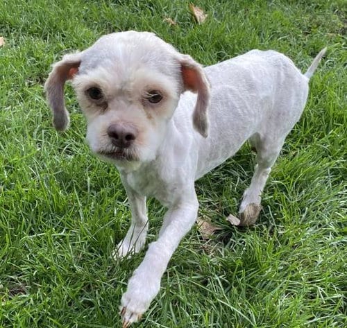 Photo of Cartier, adoptable Shih Tzu in Clinton Township, Michigan