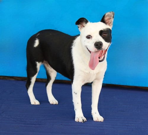 Photo of Itty Bitty, adoptable Pit Bull Terrier in Baldwin Park, California