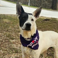 Photo of Myrtle JuM, adoptable Spaniel (Unknown Type) Australian Cattle Dog in Hartford, Connecticut